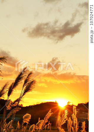 北海道 秋の夕暮れとススキ 北海道 秋の夕暮れとススキ 107024771