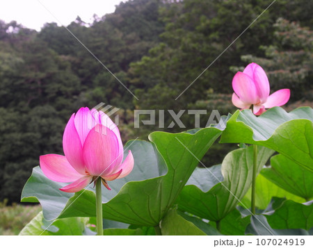 夏の里山に咲くピンクの蓮の花 107024919