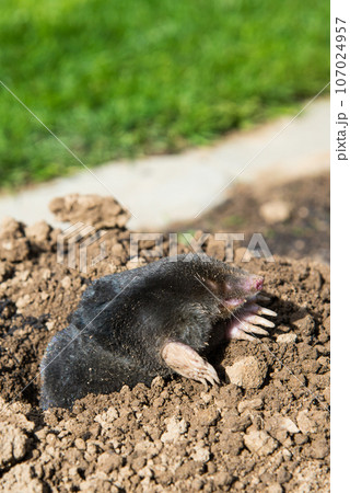 European mole caught by a trap while crawling out of the tunnel 107024957