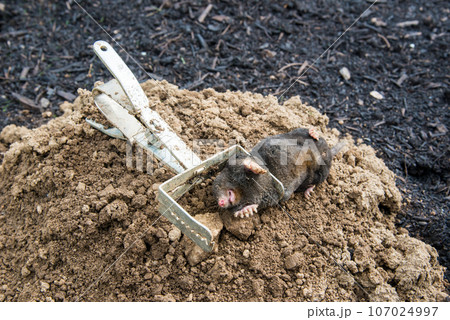 Caught european mole inside a trap placed on mole hill 107024997