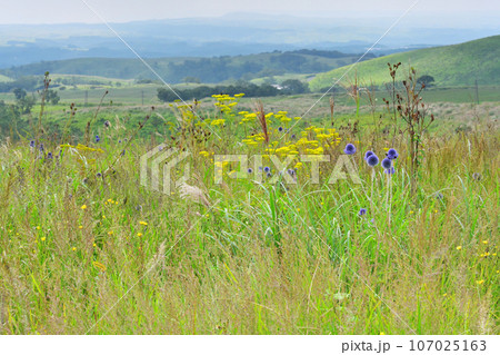 ヒゴダイ公園 ヒゴダイ公園 107025163