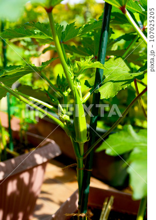 プランター栽培のオクラ 107025205