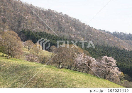 西蔵王放牧場の大山桜 西蔵王放牧場の大山桜 107025419