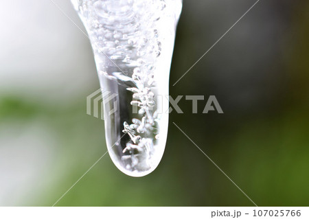 氷柱の中の花 107025766