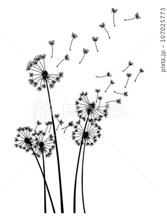 Dandelion wind blow background. Black silhouette with flying dandelion buds on white. Abstract flying blow dandelion seeds. Decorative graphics for printing. Floral scene design Dandelion wind blow background. Black silhouette with flying dandelion buds on white. Abstract flying blow dandelion seeds. Decorative graphics for printing. Floral scene design 107025773