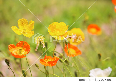 アイスランドポピーの花 満開 アイスランドポピーの花 満開 107025861