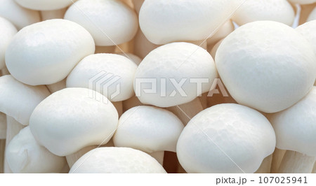 Close-up of white Shimeji mushroom on a white background. 107025941