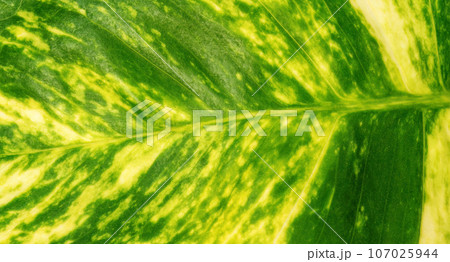 Close up of Scindapsus aureus eagler leaf for a background. Close up of Scindapsus aureus eagler leaf for a background. 107025944