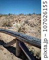 Beach sand dune, a wooden fence, the sea coast landscape, Sardinia, the Cost of the Mediterranean Sea. White wild sea daffodil flowers 107026155