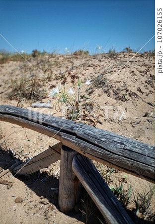 Beach sand dune, a wooden fence, the sea coast landscape, Sardinia, the Cost of the Mediterranean Sea. White wild sea daffodil flowers Beach sand dune, a wooden fence, the sea coast landscape, Sardinia, the Cost of the Mediterranean Sea. White wild sea daffodil flowers 107026155