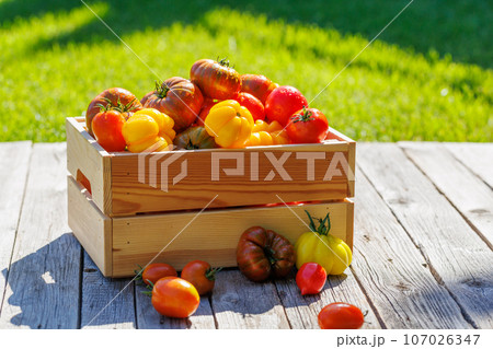 Assorted tomatoes in rustic crate 107026347