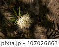 Labrador tea white flowers in the green spring forest 107026663