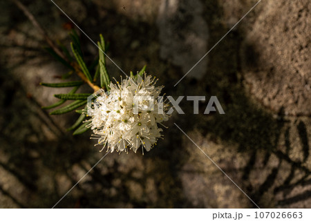Labrador tea white flowers in the green spring forest 107026663
