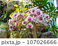 Floral concept. Orchid growing tips. How take care of orchid plants indoors. Most commonly grown house plants. Orchids blossom close up. Orchid flower pink and yellow bloom. Phalaenopsis orchid. 107026666