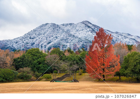 初冬の三重県民の森「大きなフウの木・赤いクリスマスツリー」 107026847