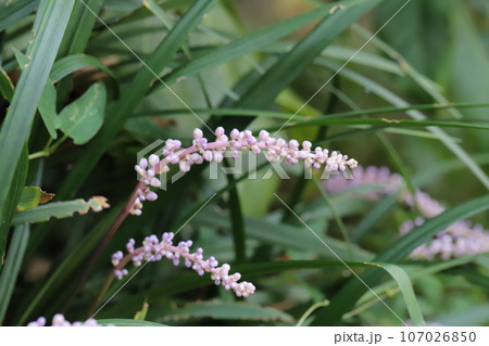 秋の庭に咲く薄紫色のヤブランの花 107026850