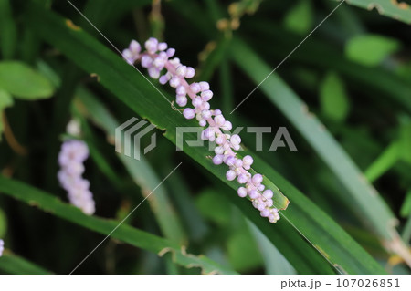 秋の庭に咲く薄紫色のヤブランの花 107026851