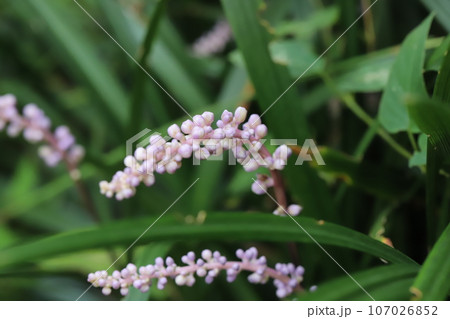 秋の庭に咲く薄紫色のヤブランの花 秋の庭に咲く薄紫色のヤブランの花 107026852