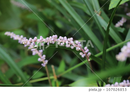 秋の庭に咲く薄紫色のヤブランの花 107026853