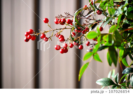 南天の赤い実 107026854