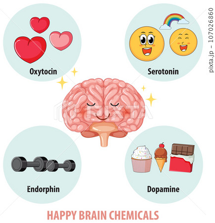 Healthy Brain Chemicals in Human Anatomy 107026860
