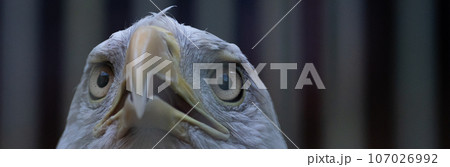 ハクトウワシ ハクトウワシ 107026992
