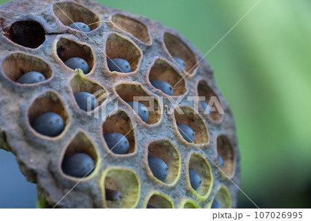 ハスが散った後 ハスが散った後 107026995