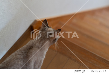 室内を歩く猫 107027073