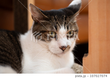 くつろぐ猫 キジトラ猫 くつろぐ猫 キジトラ猫 107027074