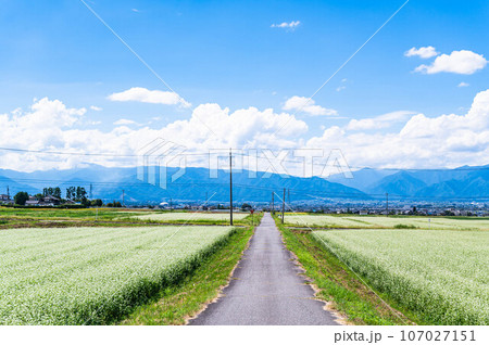 花咲くそば畑に走るまっすぐな農道 107027151