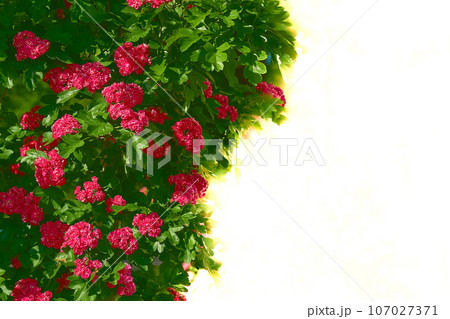 Shrub with bright red quince flowers Chaenomeles speciosa, space for text 107027371