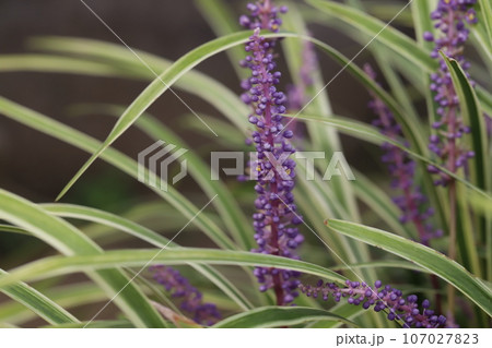 夏の庭に咲く紫色のフイリヤブランの紫色の花 夏の庭に咲く紫色のフイリヤブランの紫色の花 107027823