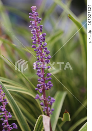 夏の庭に咲く紫色のフイリヤブランの紫色の花 107027824