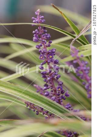 夏の庭に咲く紫色のフイリヤブランの紫色の花 夏の庭に咲く紫色のフイリヤブランの紫色の花 107027825