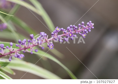 夏の庭に咲く紫色のフイリヤブランの紫色の花 107027827