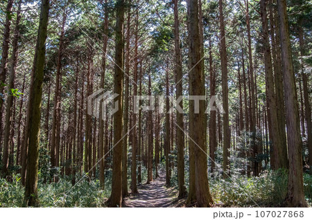 間伐・枝打ちされたヒノキの森 間伐・枝打ちされたヒノキの森 107027868