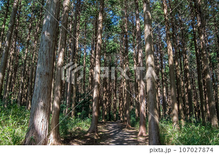 間伐・枝打ちされたヒノキの森 107027874