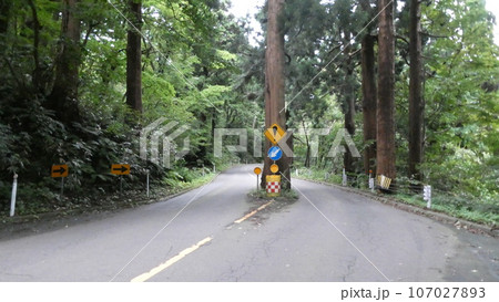 道路の真ん中に木が、ビックリ。 道路の真ん中に木が、ビックリ。 107027893