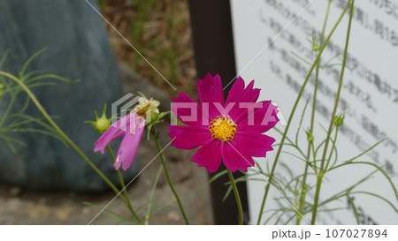 綺麗な赤いコスモスの花。 綺麗な赤いコスモスの花。 107027894