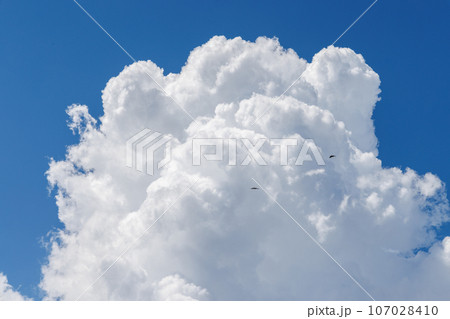 青い空に浮かぶ綿のような雲とその近くを飛ぶ鳥の写真素材 [107028410] - PIXTA