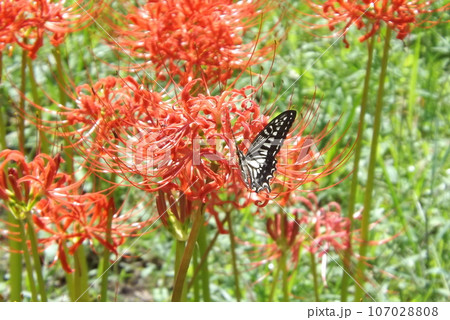 彼岸花の蜜を吸うアゲハチョウ 彼岸花の蜜を吸うアゲハチョウ 107028808