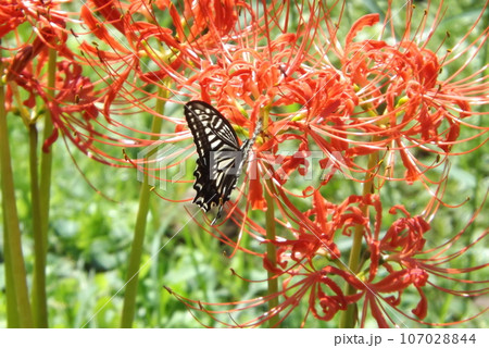 彼岸花の蜜を吸うアゲハチョウ 107028844