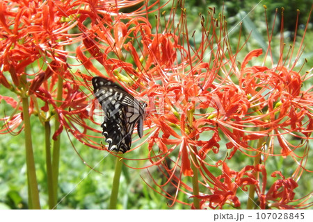 彼岸花の蜜を吸うアゲハチョウ 107028845