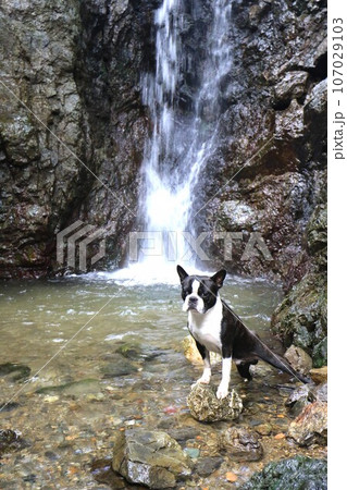 毛呂山町の獅子ヶ滝の水辺で渓谷を見つめるボストンテリアのマイティ君♡ 毛呂山町の獅子ヶ滝の水辺で渓谷を見つめるボストンテリアのマイティ君♡ 107029103
