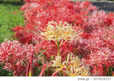 馬見丘陵公園　満開の彼岸花 107029157