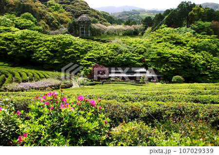 佐賀県武雄市の観光スポット「慧洲園」の茶畑の緑の景観 佐賀県武雄市の観光スポット「慧洲園」の茶畑の緑の景観 107029339