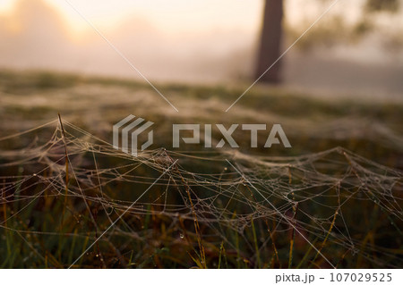 Autumn spider web on the grass with drops of dew. Autumn spider web on the grass with drops of dew. 107029525