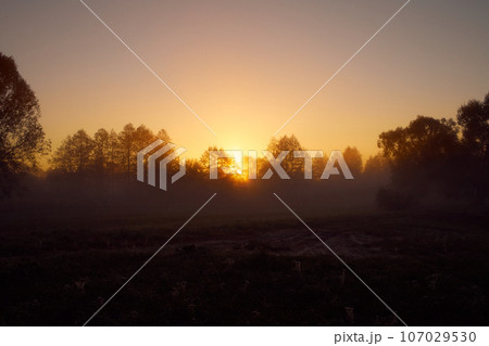 Forest autumn landscape at dawn 107029530