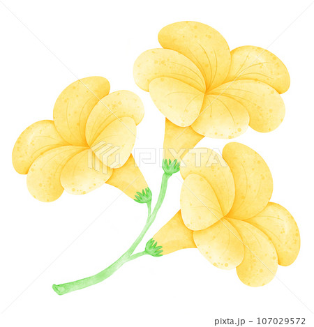 Watercolor Flower, Hand draw, Color ful Watercolor Flower, Hand draw, Color ful 107029572