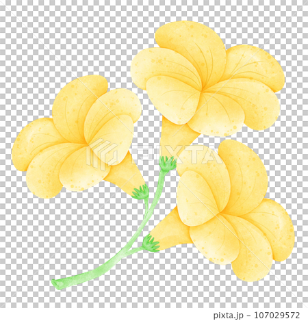 Watercolor Flower, Hand draw, Color ful Watercolor Flower, Hand draw, Color ful 107029572